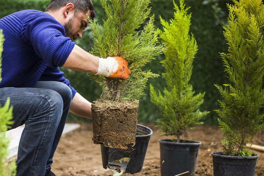An image of a man taking a tree from a pot to plant it